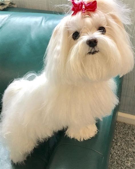 List Of What Does Maltese Dog Look Like Ideas