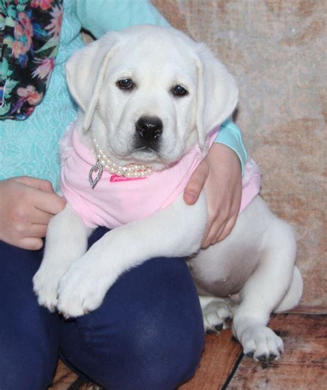 English Lab Puppies For Sale
