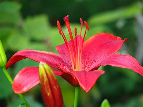 Red Lily 1 Photograph By Paul Slebodnick Fine Art America