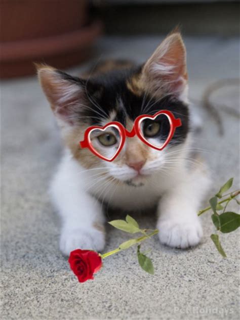 Love Cats And Customerlove A Valentines Day Message