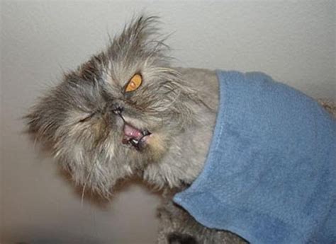 Most Famous Cats Worlds Ugliest Cats
