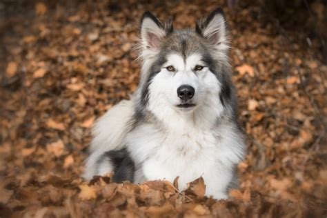 Wolf Dog Hybrids Threaten Wolf Populations In Europe •