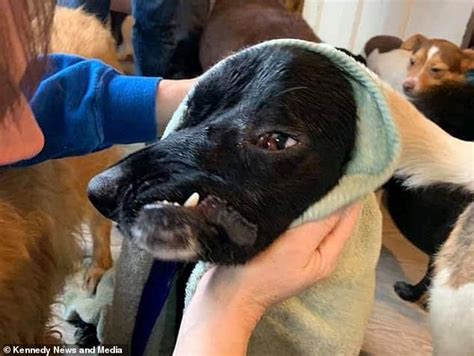 Labrador Cross Born So Badly Disfigured That Her Face Shocks People Now