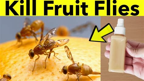 House flies are not only a nuisance; How To Get Rid of Flies In The House Quickly In Just 1 ...