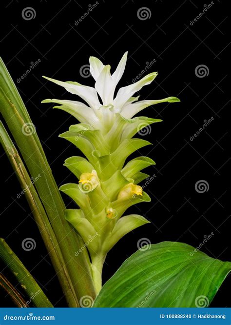 Closeup Turmeric Flower Stock Photo Image Of Bright 100888240