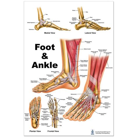 Muscles Of The Foot Laminated Anatomy Chart Uk Porn Sex Picture