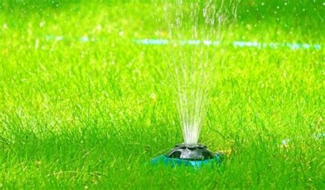 Also, we make efforts to increase their adoption opportunities, as well as find permanent, and loving homes for them. Lawn & Plant Care Lawn & Garden, Pet, Wild Bird, and Farm ...