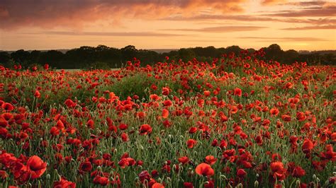 Flower Meadow And Sunset Wallpapers Wallpaper Cave