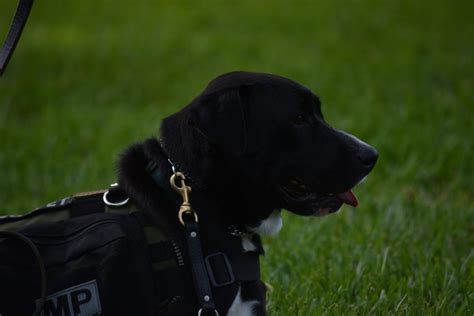 K9s For Warriors Association Of Service Dog Providers For Military