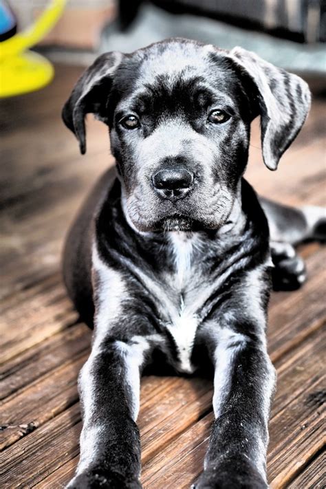 How To Take Care Of Cane Corso Puppies Run That Pup