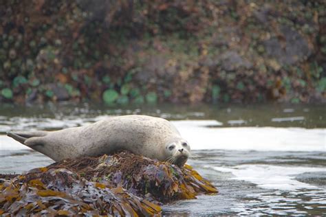 It provides some of the greatest examples of twickenham wedding photography you'll see. Strawberry Hill Beach, Oregon Harbor seals | Wildlife ...