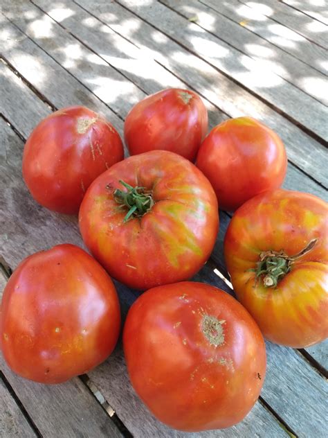 Italian Heirloom Tomato Methow Valley Seed Collective