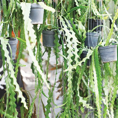 Epiphyllum anguliger is easy to care for and very low maintenance. Ric Rac, Zigzag, Orchid Cactus, Fishbone or Cryptocereus ...
