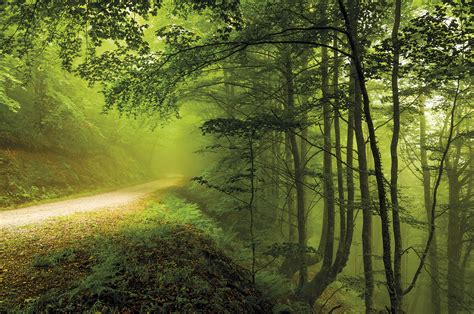 Descubre Todo Sobre Los Bosques Uno De Los Ecosistemas De La Tierra