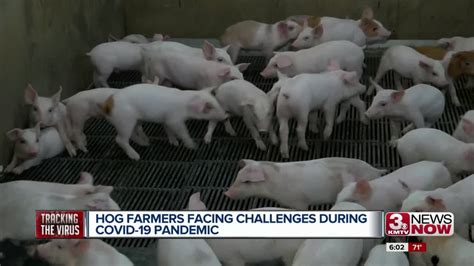 Hog Farmers Facing Tough Decisions During Pandemic