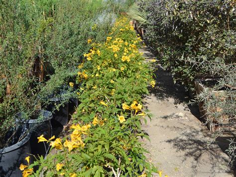 Search land for sale in beaumont ca. Indio CA Plant Nursery & Garden Center | Palm Trees for Sale
