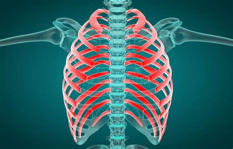 3d人体胸廓解剖学的例证 库存例证. 插画 包括有 气喘, 笼子, 实现, 长期, 因而, 多数, 轰炸机 - 117394905