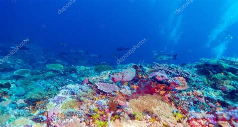 El pacífico y el atlántico. Peixes e fundo do mar do ecossistema — Fotografias de ...