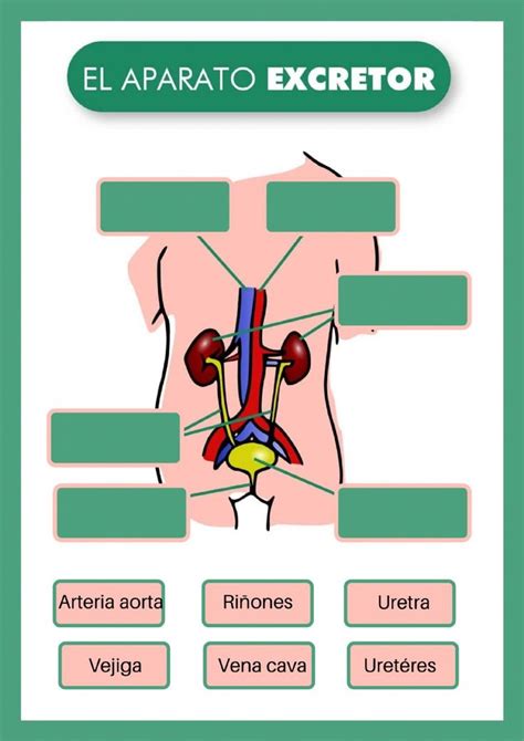 Ciencias Aparato Excretor Ficha Interactiva Topworksheets Images And