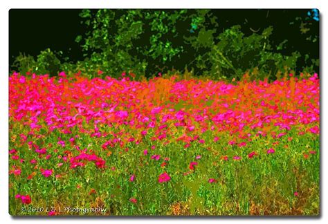 Florida Fotos Spring Wildflowers