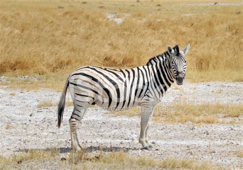 Zebra Looking AT The Camera Stock Photos - FreeImages.com