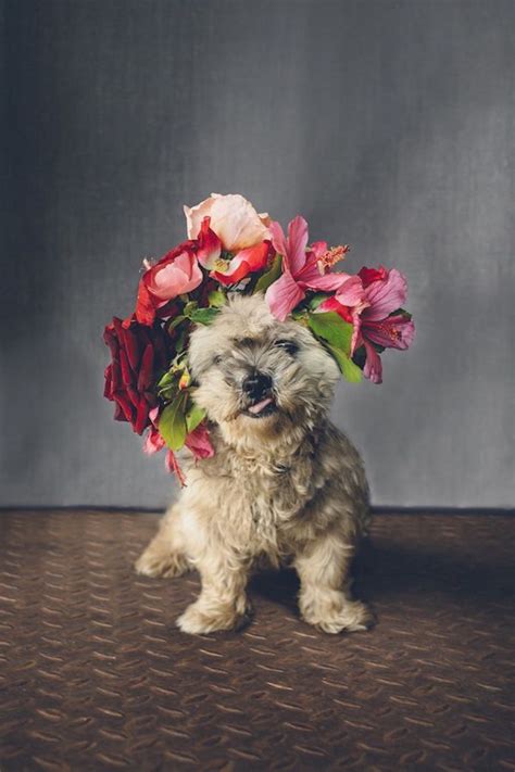 Dogs With Flower Crowns That Will Tempt You To Ditch Your Flowergirls