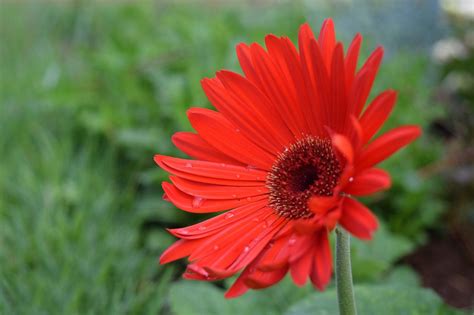 Flower Daisy Spring Free Photo On Pixabay Pixabay
