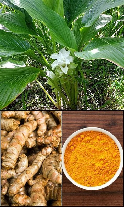 How To Grow Turmeric The Impressive Plant That Gives Us A Wonderful