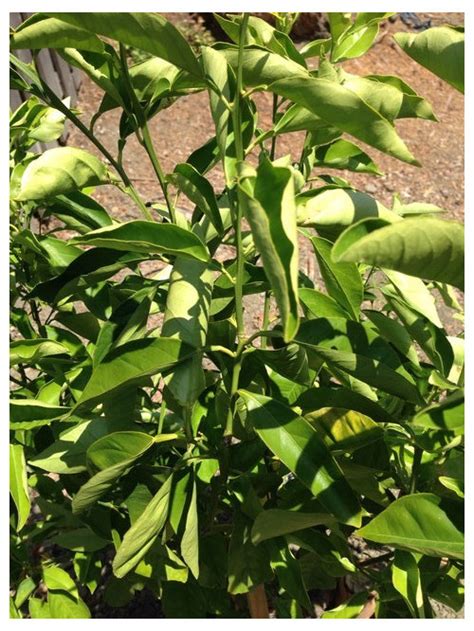 How Do You Treat Curly Leaves On Citrus Trees