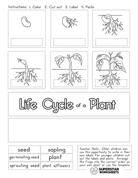 Life Cycle Of A Plant Worksheets 99worksheets