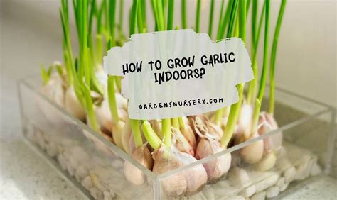 Dont Be Afraid Of Droughts Or Floods Grow Garlic Indoors Malawi
