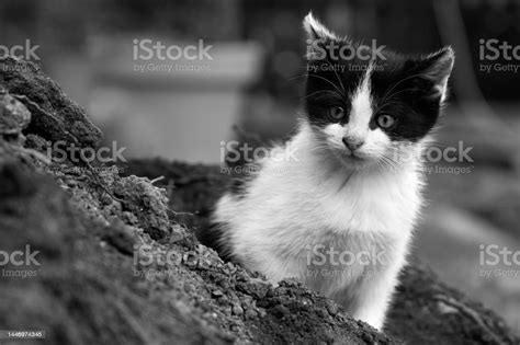 Black And White Kitten Stock Photo Download Image Now Animal Black