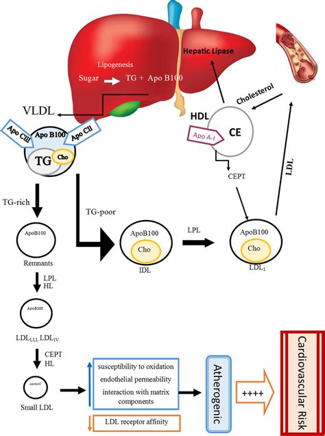 Schematic Summary Of Pathways Of Endogenous Lipid Metabolism And