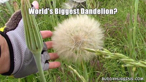 I Seen The Worlds Biggest Dandelion And Here Is The Video Youtube