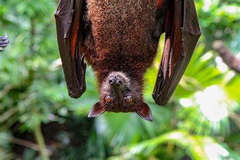 Maybe you would like to learn more about one of these? COVID-19: Today is International Bat Appreciation Day (no ...