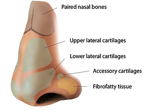 In most cases, there is also some damage to nearby nasal cartilage, particularly the nasal septum, the flexible partition that divides the left and right sides of the nose. RACGP - Traumatic nasal injuries in general practice
