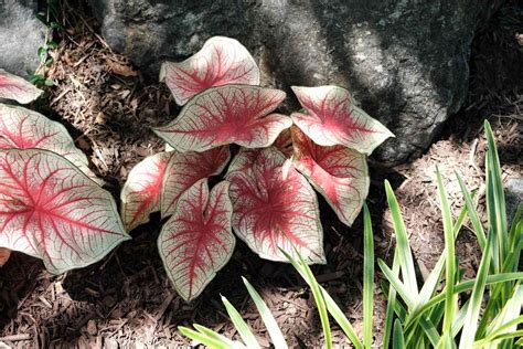 Caladium Plant Care And Growing Guide