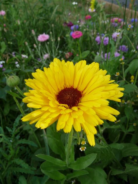 Yellow Flower Free Stock Photo Public Domain Pictures