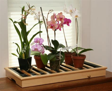 400 mst2 la propiedad cuenta con jardin al frente ( 7x15 ) , espacio para 4 vehículos ( 2 cubiertos y 2 descubiertos ) , jardin lateral ( 13x2.80 ). Cómo cuidar una orquídea en casa - Todo sobre la adaptación de esta planta