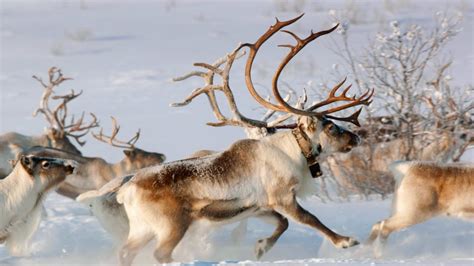 Norway Reindeer Bing Wallpaper Download