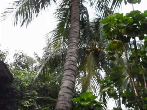 Antaranya, air buah kelapa muda boleh diminum untuk menyejukkan badan terutamanya pada hari panas. 7 Fungsi Pohon Kelapa Bagi Manusia