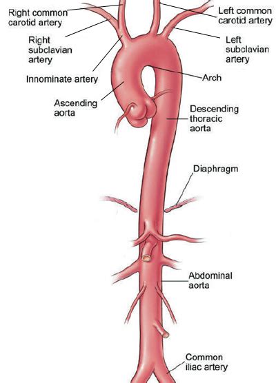 Which Blood Vessel Sends Oxygen Rich Blood From The Heart To The Rest