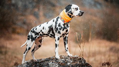 21 Spotted Dog Breeds And What Makes Them Special