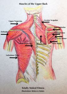This muscle is located on the upper portion of the back anatomy, underneath the trapezius. Pole and Aerial Upper Back Imbalances