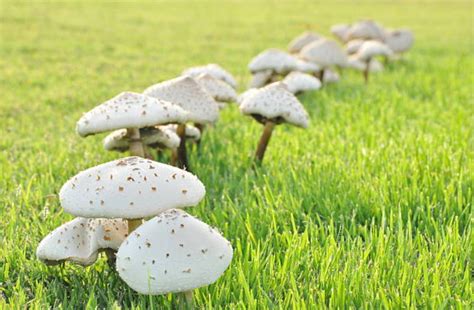 This Is Why Mushrooms Appear In Your Lawn Homemaking