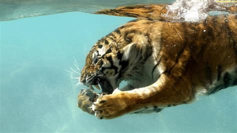 Hd Wallpaper Underwater Tiger Big Cat Fishing Swim Wildlife