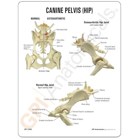 Canine Pelvis Hip Anatomical Model