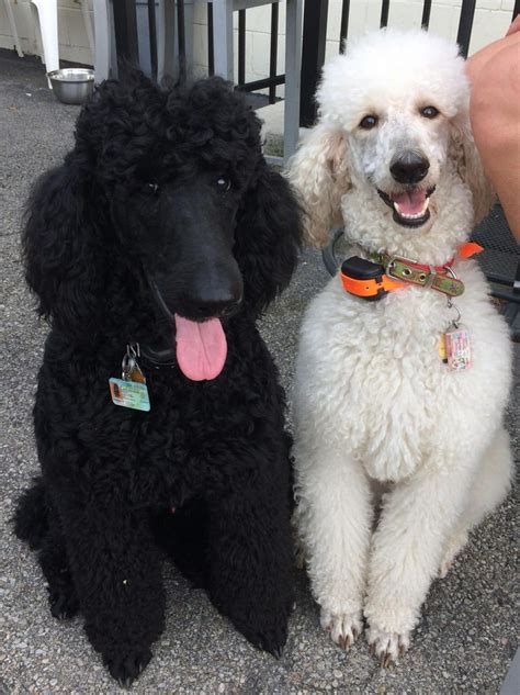 The skull is moderately rounded with a slight but definite stop. Standard Poodle Puppies For Sale | Mason, OH #273768