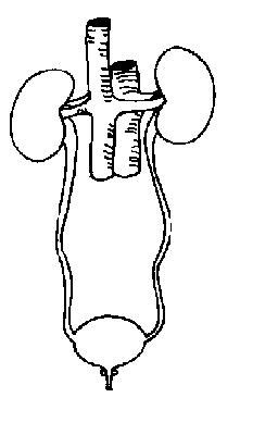 Male organ for sexual intercourse. Reproductive System Midsaggital Blank Diagram Portal - ClipArt Best - ClipArt Best