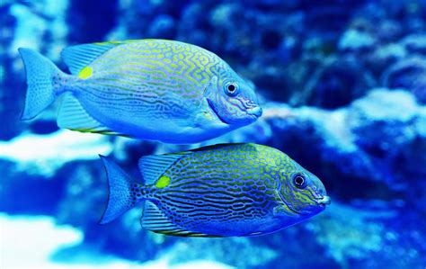 Animal Two Yellow And Blue Fish Cairns Aquarium Image Free Photo